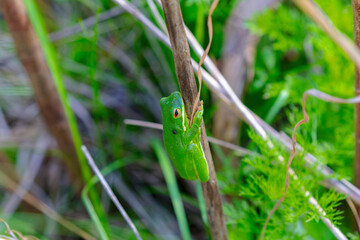 The American green tree frog (Dryophytes cinereus or Hyla cinerea) Commonly found in the central and southeastern United States, the frog lives in open canopy forests with permanent water sources 