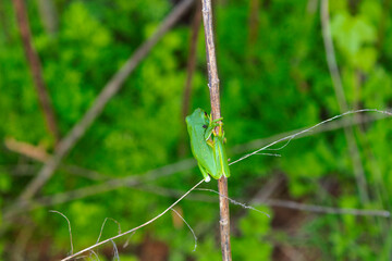 The American green tree frog (Dryophytes cinereus or Hyla cinerea) Commonly found in the central...