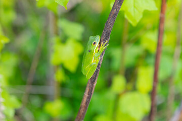 The American green tree frog (Dryophytes cinereus or Hyla cinerea) Commonly found in the central and southeastern United States, the frog lives in open canopy forests with permanent water sources 