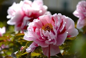 Peony (Paeonia suffruticosa) flowers. A deciduous flowering shrub of the Paeoniaceae native to China. Beautiful white, pink and red flowers bloom in early summer.
