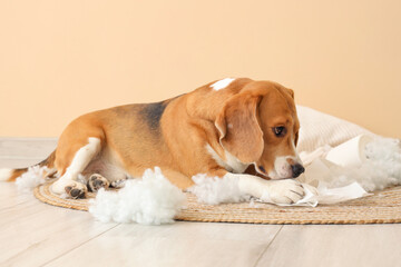 Naughty Beagle dog with torn pillow and toilet paper roll sitting near beige wall