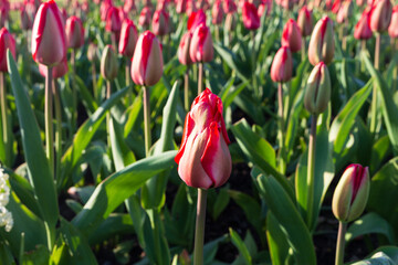 A field of tulips in Scotland on a lovely spring morning 