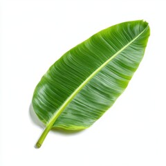 Obraz premium Single green banana leaf on white background