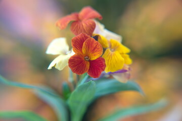 Fototapeta premium Erysimum cheiri in bloom, orange flowers, Cheiranthus cheiri, Wallflower 