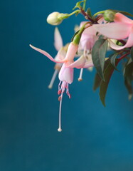Fuchsia magellanica, hummingbird fuchsia, hardy fuchsia or chilco in bloom, o turqioise blue...