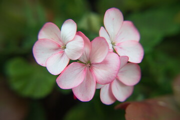 Geranium Zonal, Pelargonium hortorum with white  pink flowers	
