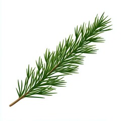 Fototapeta premium Lifelike fir branch on a clean white backdrop, perfect for adding a touch of nature to design projects or decorations.