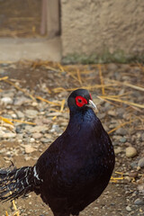 Beautiful kalij pheasant with glossy black feathers and striking red facial markings standing on rocky ground