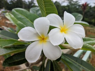 kamboja flower (Plumeria obtusa) in the morning