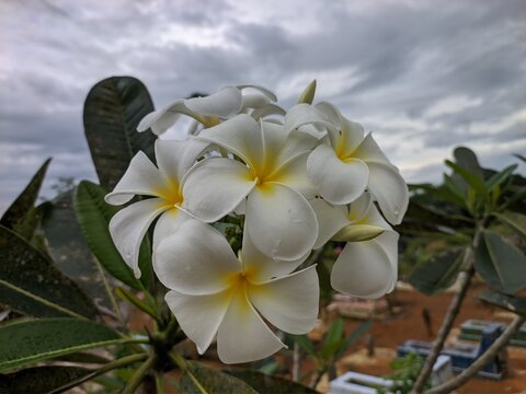 kamboja flower (Plumeria obtusa) in the morning