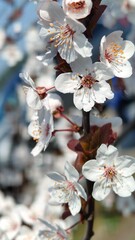 cherry tree blossom