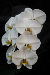 Orchid at The Butchart Gardens on Vancouver Island in British Columbia Canada in Fall