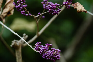 Close up of Purple Berries at The Butchart Gardens on Vancouver Island in British Columbia Canada in Fall