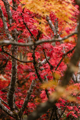 Japanese Garden at The Butchart Gardens on Vancouver Island in British Columbia Canada in Fall