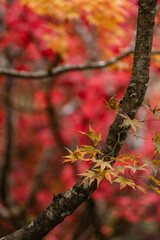 Japanese Garden at The Butchart Gardens on Vancouver Island in British Columbia Canada in Fall