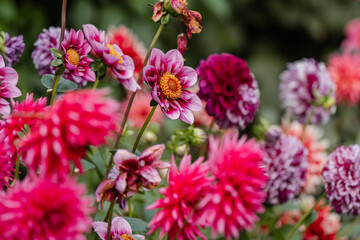 Vibrant, pink flowers at The Butchart Gardens on Vancouver Island in British Columbia Canada in Fall