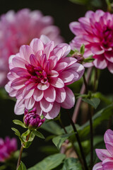 Pink blooms at The Butchart Gardens on Vancouver Island in British Columbia Canada in Fall