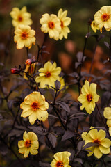 Yellow flowers at The Butchart Gardens on Vancouver Island in British Columbia Canada in Fall