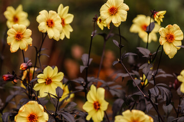 Yellow flowers at The Butchart Gardens on Vancouver Island in British Columbia Canada in Fall
