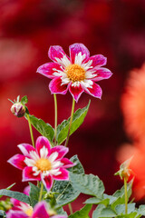 Pink and white blooms at The Butchart Gardens on Vancouver Island in British Columbia Canada in Fall