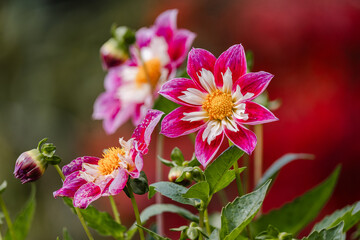 Pink and white blooms at The Butchart Gardens on Vancouver Island in British Columbia Canada in Fall
