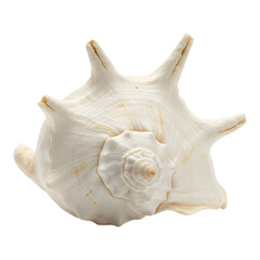 Naklejka premium White seashell with spiked ridges