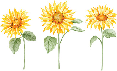 Hand-painted watercolor illustration of sunflowers. Features three bright yellow sunflowers with detailed green leaves. Perfect for decorative designs, invitations, posters, and summer-themed projects