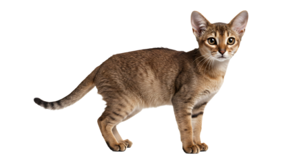 Elegant Abyssinian Cat Posing Gracefully on a Pristine White Background