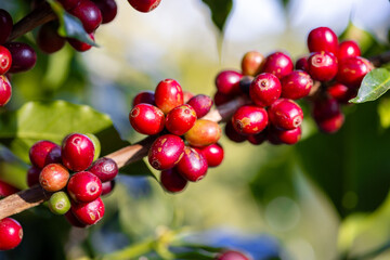 Coffee plant fruit red berry branch in coffee farm with fresh red and green coffee beans harvesting in mountain plantation, coffee beans trees agriculture and drinking beverages inndustry business.