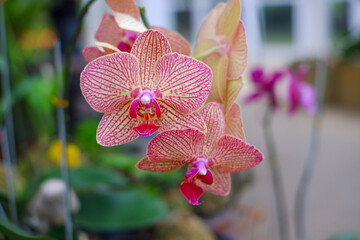 pink orchid on a green background