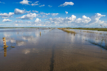 Obraz premium Nature reclaims El Vado de los Vaqueros road in Doñana, Spain