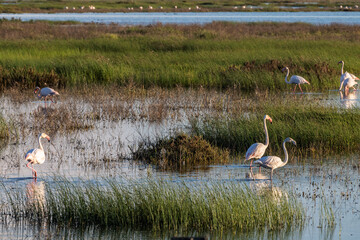Flamingos foraging in Caño Travieso marshlands of Doñana, Andalusia