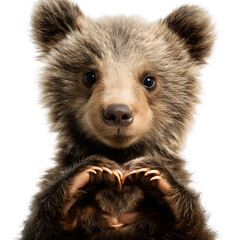 Naklejka premium Cute baby bear cub portrait making a heart with paws adorable animal image