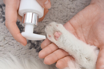 Female hands applying cream onto cat's paw at home, closeup