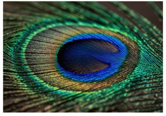 Obraz premium a close-up shot of a peacock feather showcasing its iridescent colors and intricate details.