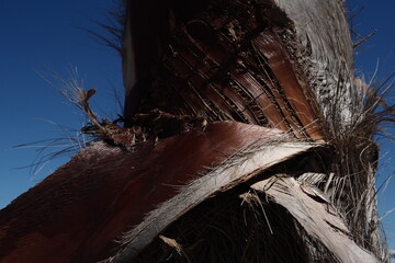 palm. sunlight. texture. palm. tree