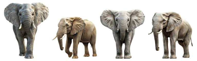 Fototapeta premium Four Majestic Elephants Displaying Different Poses in Nature, Isolated on Transparent Background
