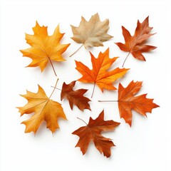 Fototapeta premium Nine vibrant autumn maple leaves arranged artfully on a clean white background showcasing various shades of orange brown and gold perfect for seasonal designs.