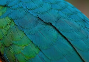 Fototapeta premium Detailed view of teal and green bird feathers, showcasing rich texture and layered design elements.