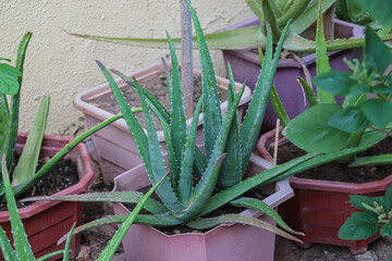 Aloe Vera in Pink Pot with Others