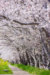 桜道