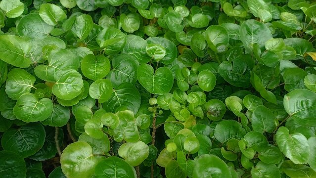 Close up Polyscias scutellaria or commonly called Polyscias Balfouriana
