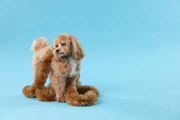 Cute dog with shiny tinsel on light blue background. Space for text