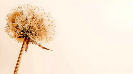 Dried dandelion seed head, close-up, light background, nature