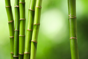 Green bamboo stems on blurred background, closeup