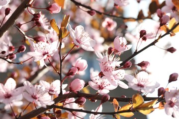 Beautiful blossoming cherry plum tree with pink flowers outdoors, closeup