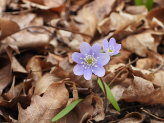 Anemone acutiloba  also known as Liverwot, Liverleaf, and Sharp-lobed Hepatica - Native North American  Early Spring Blooming Woodland Wildflower in Southern Wisconsin 