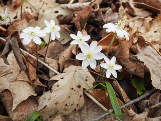 Anemone acutiloba  also known as Liverwot, Liverleaf, and Sharp-lobed Hepatica - Native North American  Early Spring Blooming Woodland Wildflower in Southern Wisconsin 