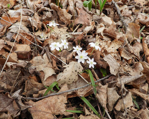 Anemone acutiloba  also known as Liverwot, Liverleaf, and Sharp-lobed Hepatica - Native North American  Early Spring Blooming Woodland Wildflower in Southern Wisconsin 