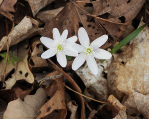 Anemone acutiloba  also known as Liverwot, Liverleaf, and Sharp-lobed Hepatica - Native North American  Early Spring Blooming Woodland Wildflower in Southern Wisconsin 